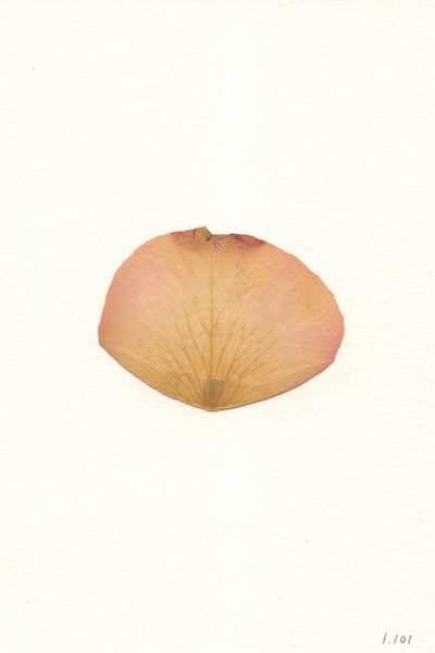 Bitchcoin 01.101 · Sarah Meyohas · 2021 · NFT/Digital