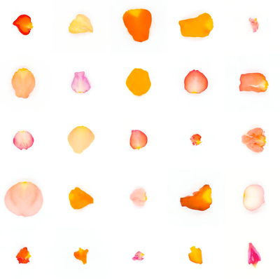 Infinite Petals 5x5781 · Sarah Meyohas · 2025